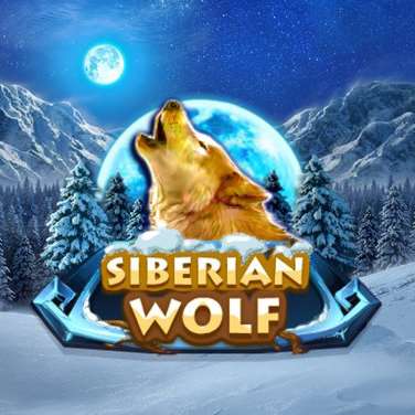 Siberian Wolf